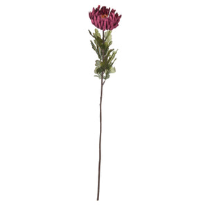 Autumn Spider Chrysanthemum
