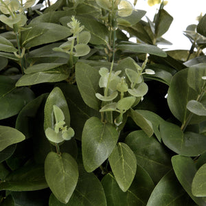 Cineraria Eucalyptus Spray