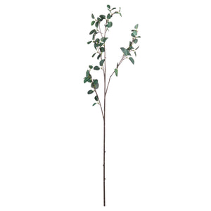 Tall Eucalyptus Stem