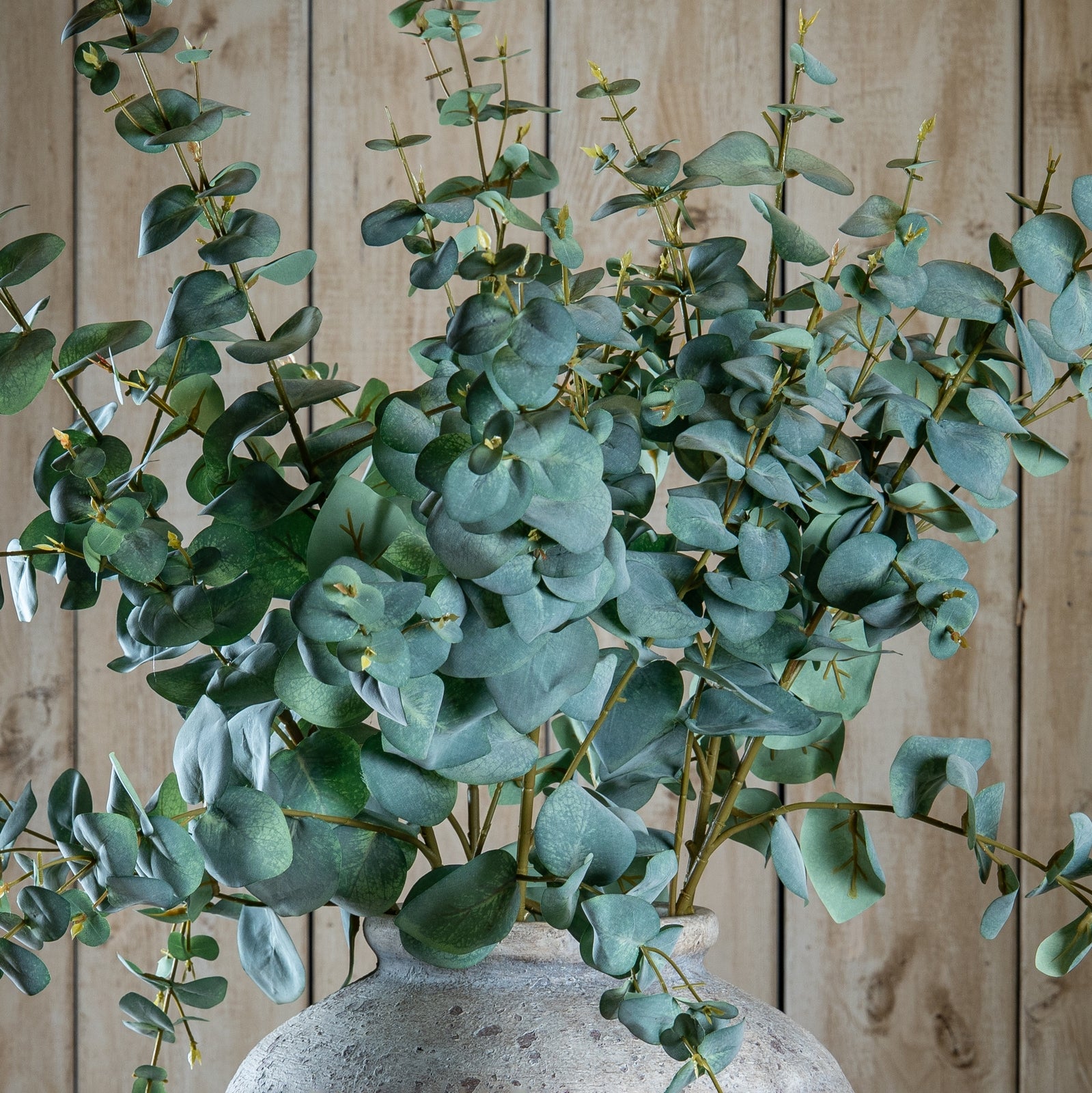 Variegated Eucalyptus