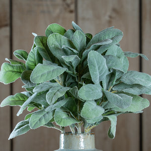 Lambs Ear Spray