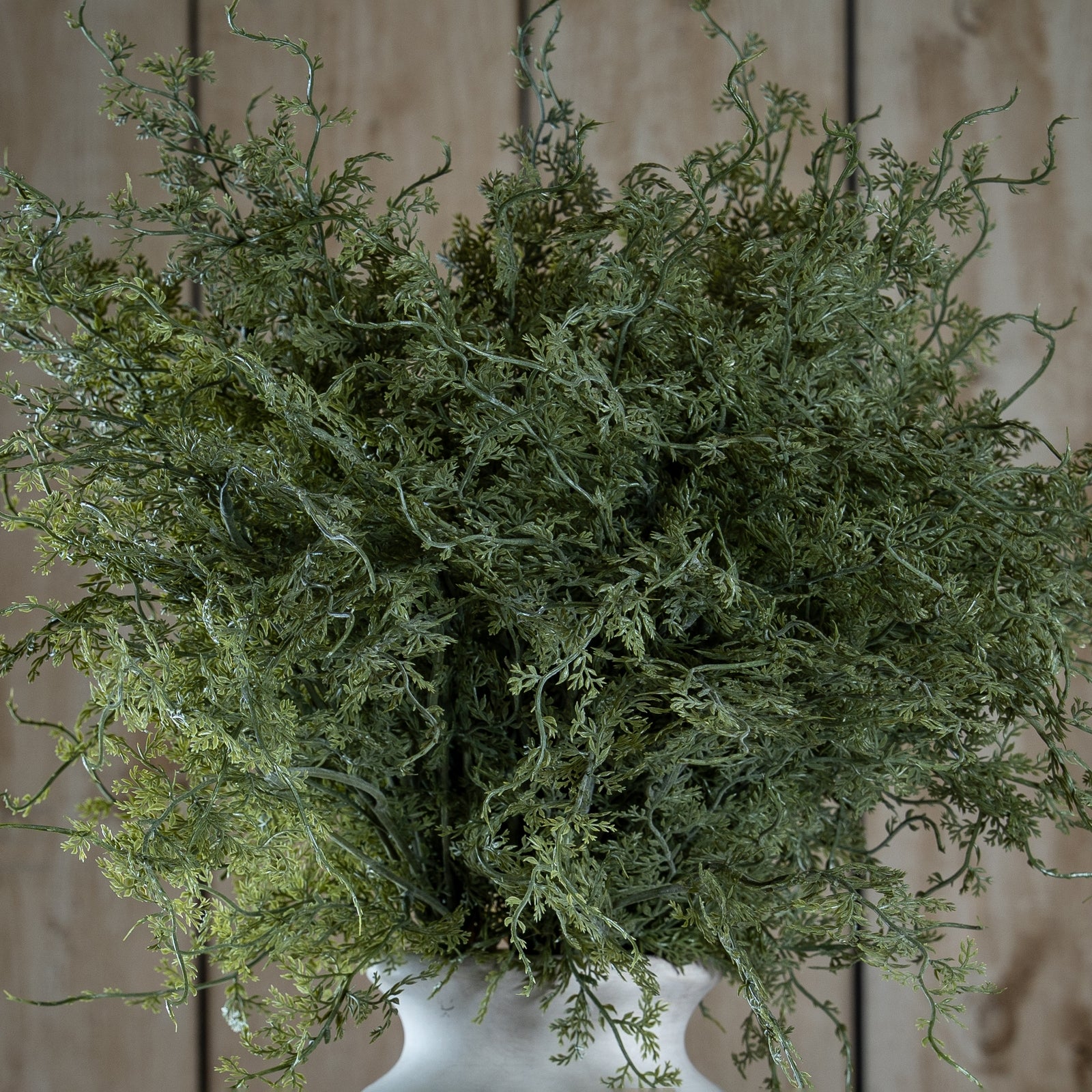 Asparagus Fern Bunch