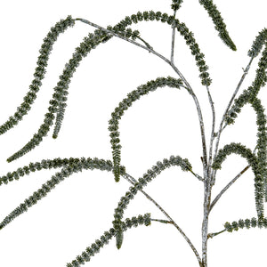 Festive Amaranthus