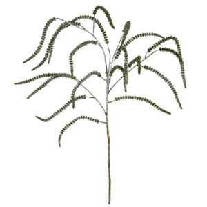 Festive Amaranthus