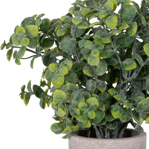 Eucalyptus Plant In Stone Effect Pot