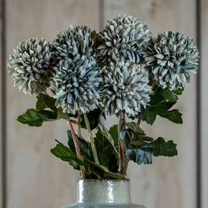 Pale Green Blue Short Chrysanthemum