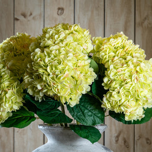 Oversized Green Hydrangea