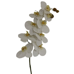 Tall White Butterfly Orchid Stem