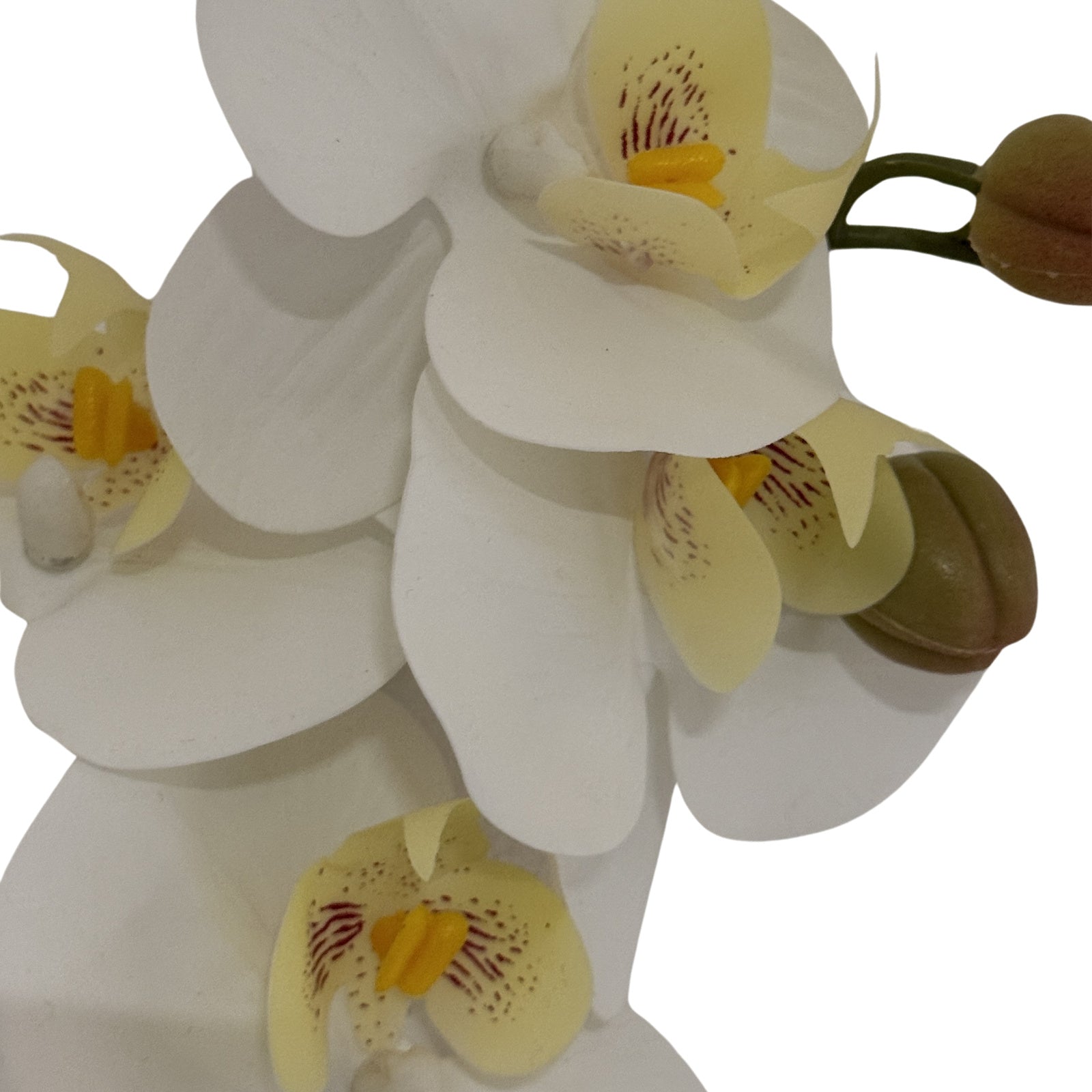 Tall White Butterfly Orchid Stem