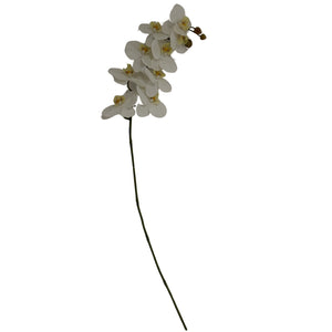 Tall White Butterfly Orchid Stem