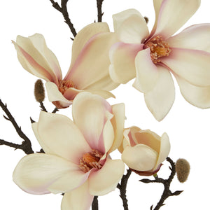 The Natural Garden Collection Pale Apricot Magnolia Stem