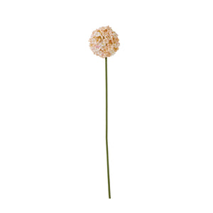 The Natural Garden Collection White & Apricot Allium