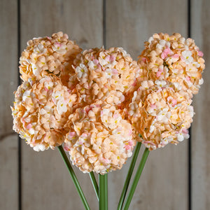 The Natural Garden Collection White & Apricot Allium