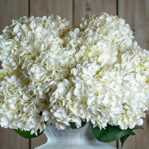 The Natural Garden Collection White Allium