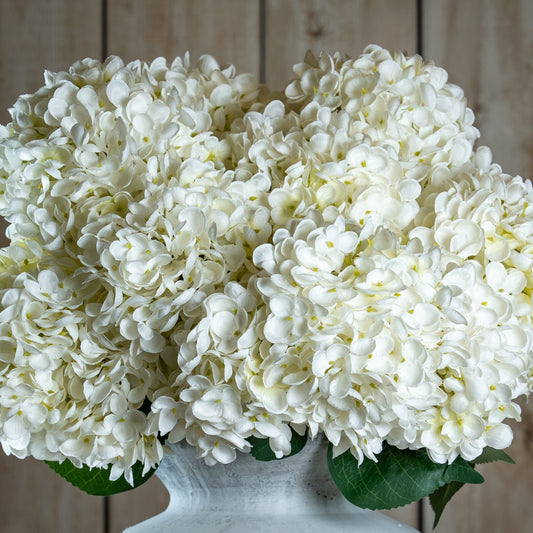 The Natural Garden Collection White Allium