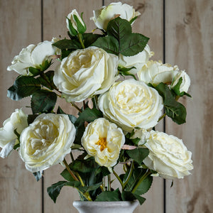 The Natural Garden Collection White Charity Rose
