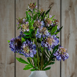 The Natural Garden Collection Purple Scabious Stem