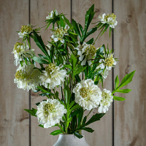 The Natural Garden Collection White Scabious Stem