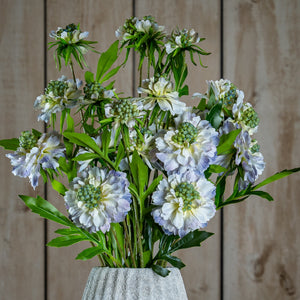Pale Blue Scabious Stem