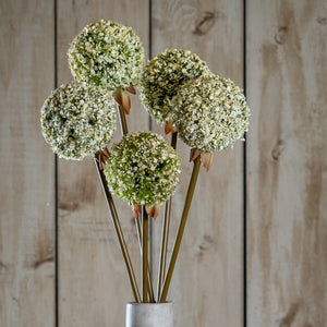 Green Allium Stem