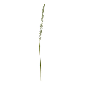 White Eremurus Stem