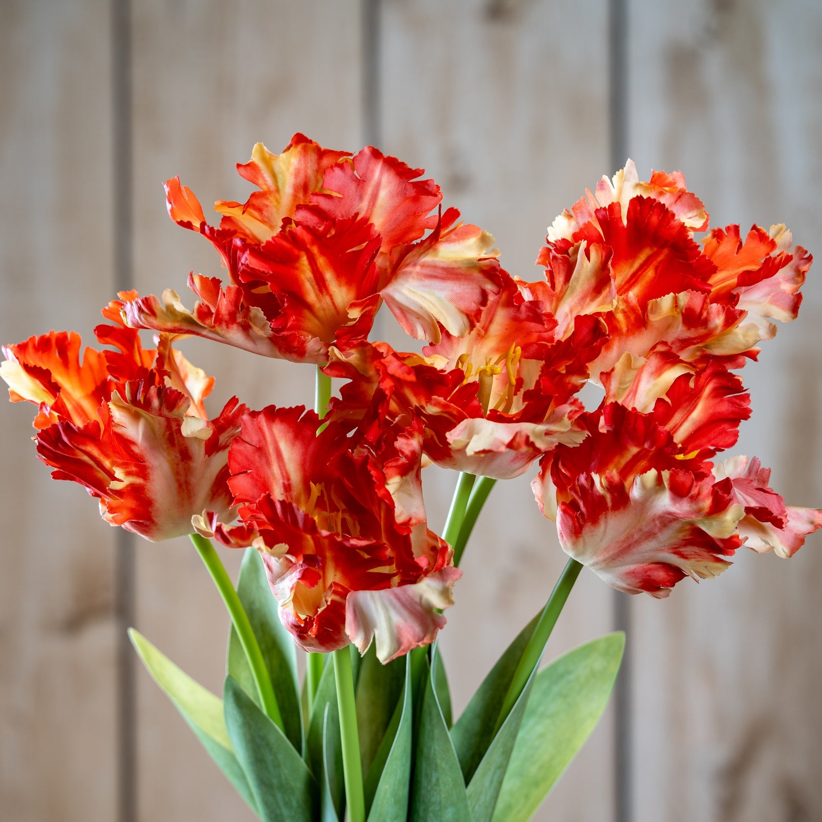 Flame Orange Parrot Tulip