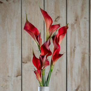 Fireball Calla Lily