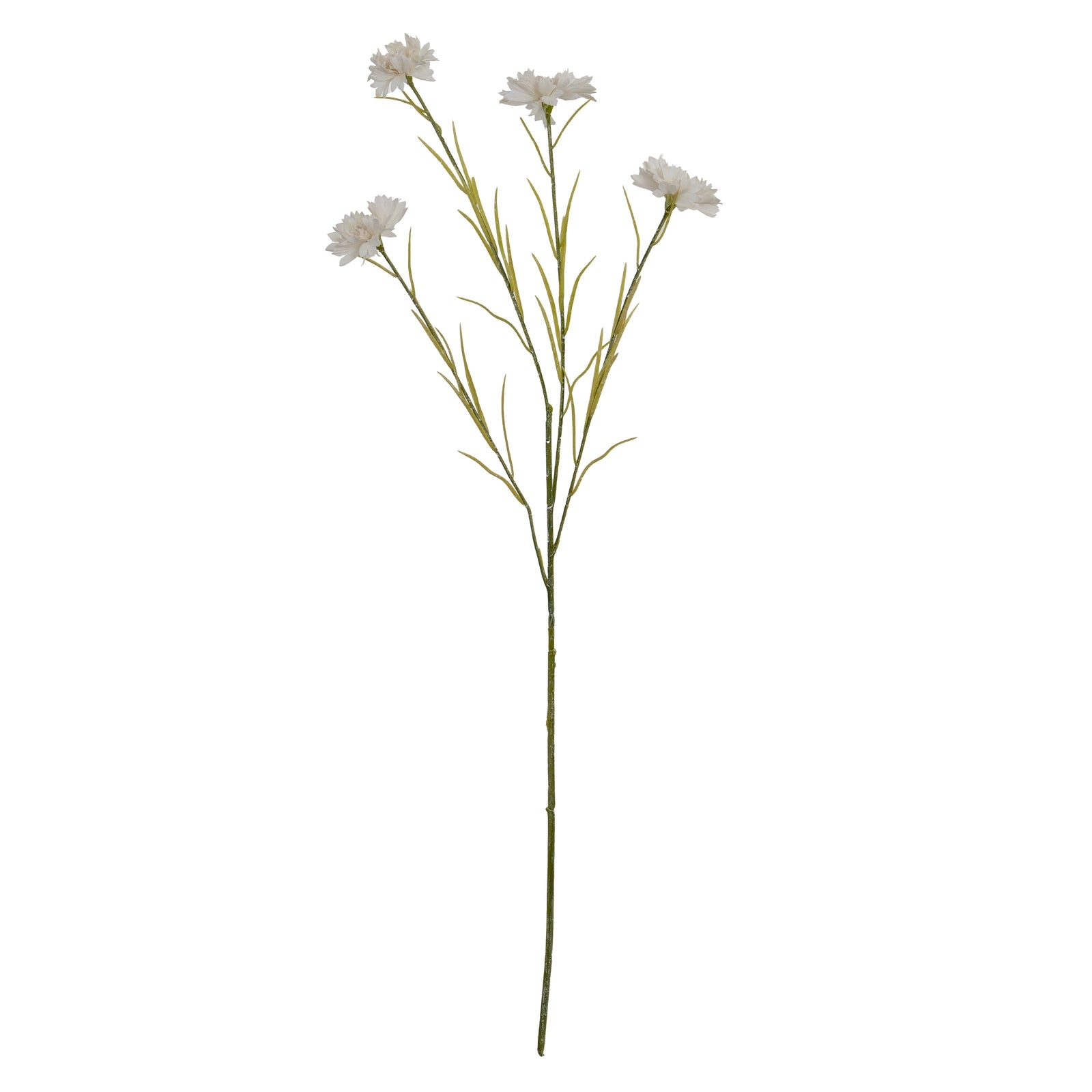 White Cornflower Stem