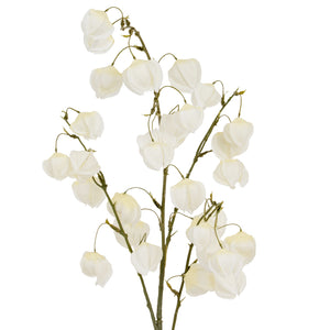 White Physalis Spray