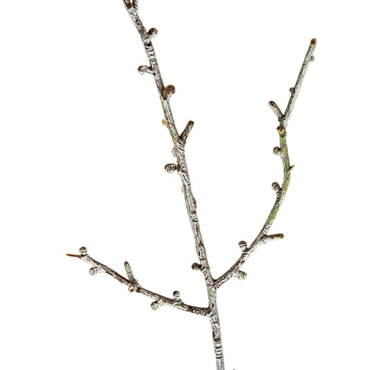 Snowy Winter Woodland Branch