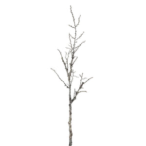 Snowy Winter Woodland Branch